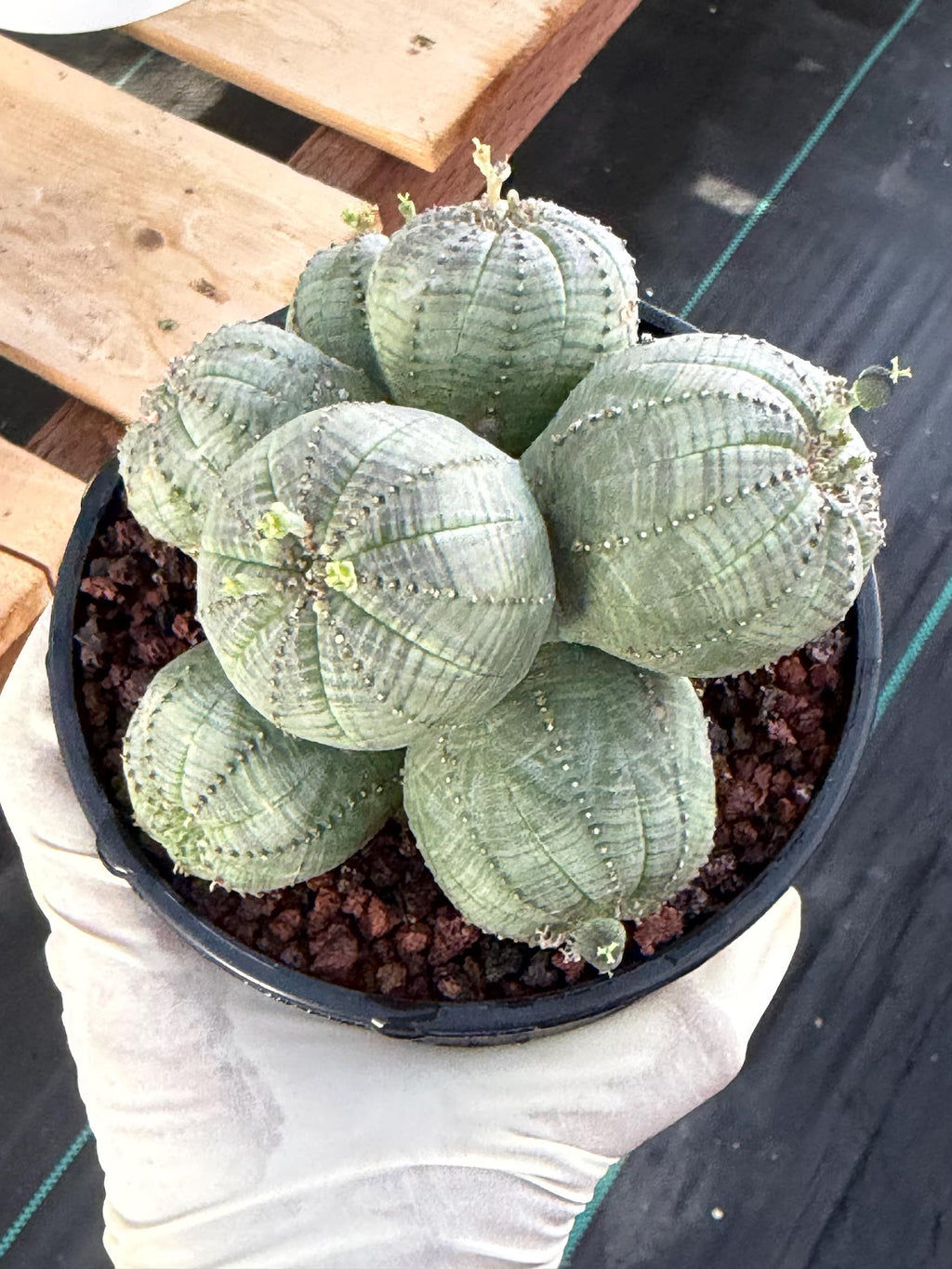 Euphorbia Obesa Cluster | Rare Specimen Succulent | Live Cactus Plant #260