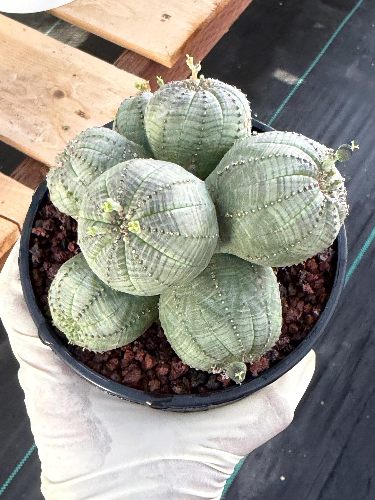 Euphorbia Obesa Cluster | Rare Specimen Succulent | Live Cactus Plant #260