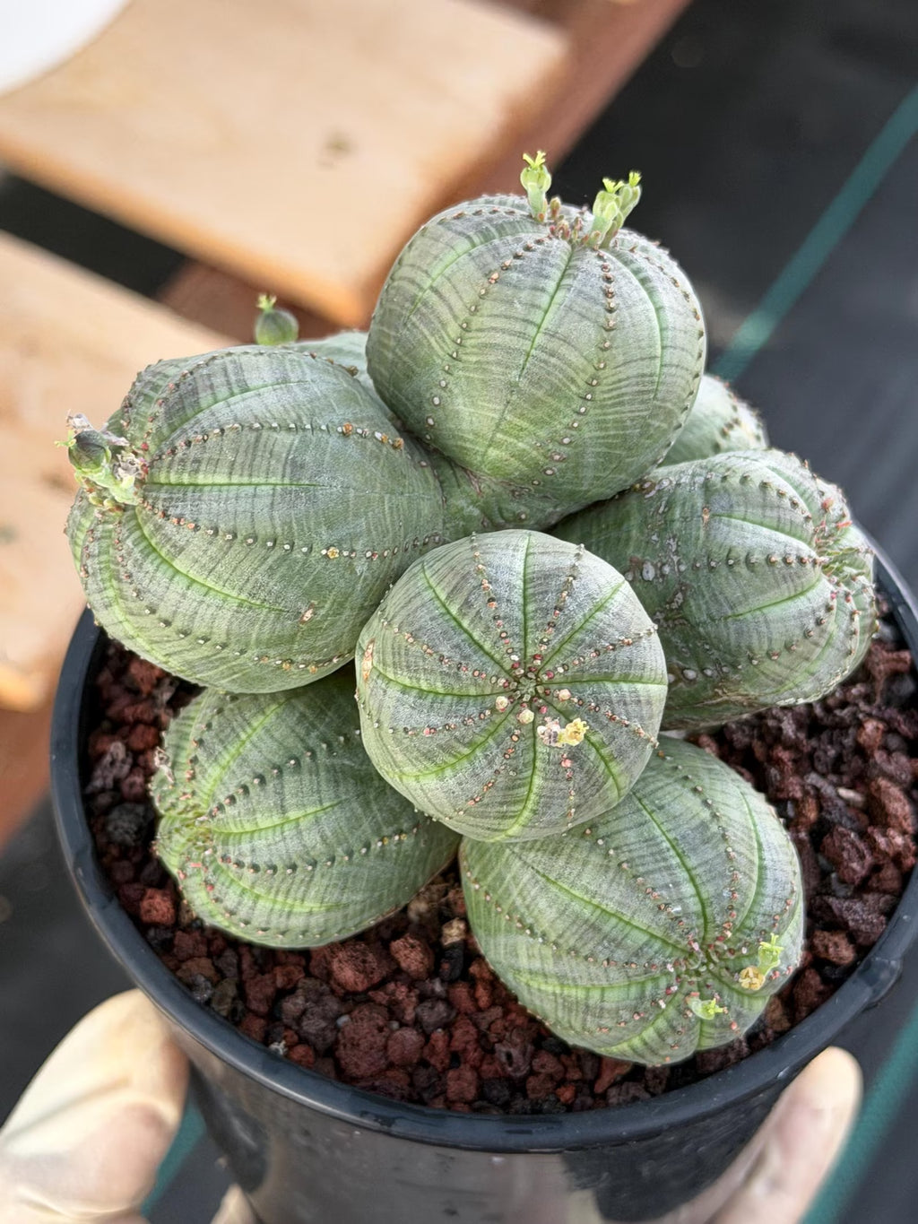 Euphorbia Obesa Cluster | Rare Specimen Succulent | Live Cactus Plant #260