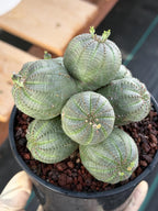 Euphorbia Obesa Cluster | Rare Specimen Succulent | Live Cactus Plant #260