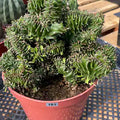 Crested Euphorbia Ammak | Rare Live Collector Succulent #183