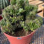 Crested Euphorbia Ammak | Rare Live Collector Succulent #183