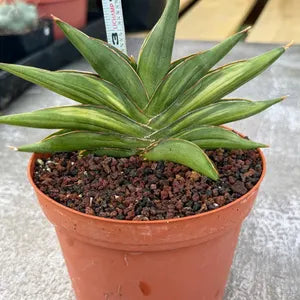 Variegated Sansevia Sawaddee #206 | Easy Care House Plant | Live Plant