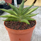 Variegated Sansevia Sawaddee #206 | Easy Care House Plant | Live Plant