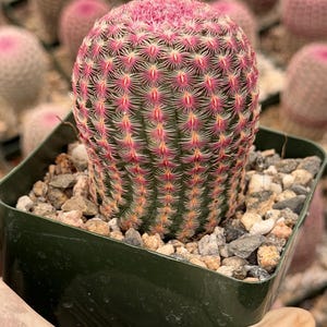 Rainbow Cactus Seed Grown Rare Live Cactus Plant | Pink Cactus