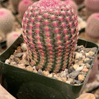 Rainbow Cactus Seed Grown Rare Live Cactus Plant | Pink Cactus