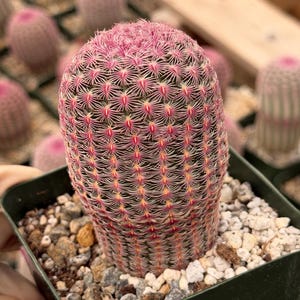 Rainbow Cactus Seed Grown Rare Live Cactus Plant | Pink Cactus