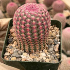Rainbow Cactus Seed Grown Rare Live Cactus Plant | Pink Cactus