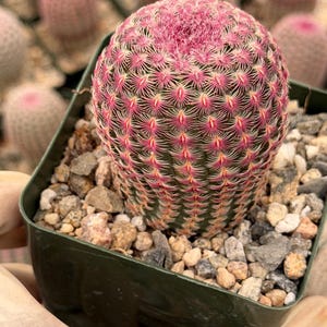 Rainbow Cactus Seed Grown Rare Live Cactus Plant | Pink Cactus
