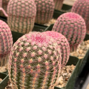 Rainbow Cactus Seed Grown Rare Live Cactus Plant | Pink Cactus