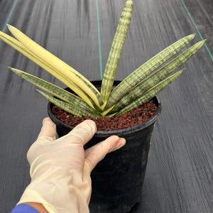 Sansevieria Boncel Yellow Variegated Fan Snake Plant