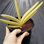 Sansevieria Boncel Yellow Variegated Fan Snake Plant