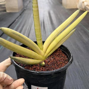 Sansevieria Boncel Yellow Variegated Fan Snake Plant