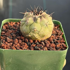 Copiapoa Cinerea Seed Grown Rare Collector Cactus #464 Desert Cactus Plant