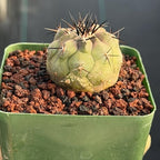 Copiapoa Cinerea Seed Grown Rare Collector Cactus #464 Desert Cactus Plant