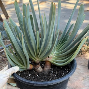 Tree Fan Aloe | Aloe Plicatilis Large Succulent Plant | Tree Plant #1046