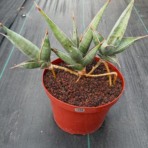 Sansevieria pinguicula Walking Snake Plant | Exact Plant #1058