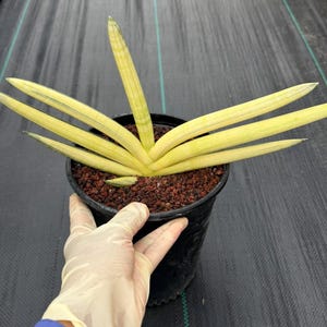Sansevieria Boncel Yellow Variegated Fan Snake Plant