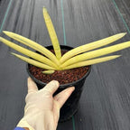 Sansevieria Boncel Yellow Variegated Fan Snake Plant