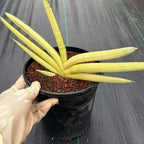 Sansevieria Boncel Yellow Variegated Fan Snake Plant