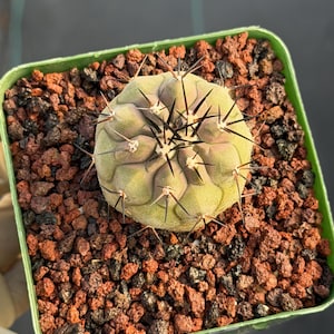 Copiapoa Cinerea Seed Grown Rare Collector Cactus #464 Desert Cactus Plant