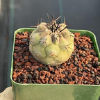 Copiapoa Cinerea Seed Grown Rare Collector Cactus #464 Desert Cactus Plant