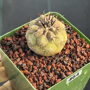 Copiapoa Cinerea Seed Grown Rare Collector Cactus #464 Desert Cactus Plant