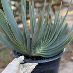 Tree Fan Aloe | Aloe Plicatilis Large Succulent Plant | Tree Plant #1046