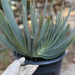 Tree Fan Aloe | Aloe Plicatilis Large Succulent Plant | Tree Plant #1046