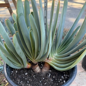 Tree Fan Aloe | Aloe Plicatilis Large Succulent Plant | Tree Plant #1046