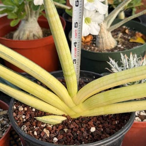 Sansevieria Boncel Yellow Variegated Fan Snake Plant