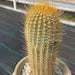 Micranthocereus Cactus | Rare Live Cactus Plant |