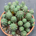 Large Euphorbia Obesa Hybrid Cluster