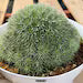 Deuterocohnia Brevifolia #966
