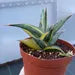 Variegated Sansevieria Pinguicula with Pup #655