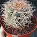 Gymnocalycium Cardenasianum Seed Grown Live Cactus – Rare Spined Collector Plant | 6 Inch Specimen #279