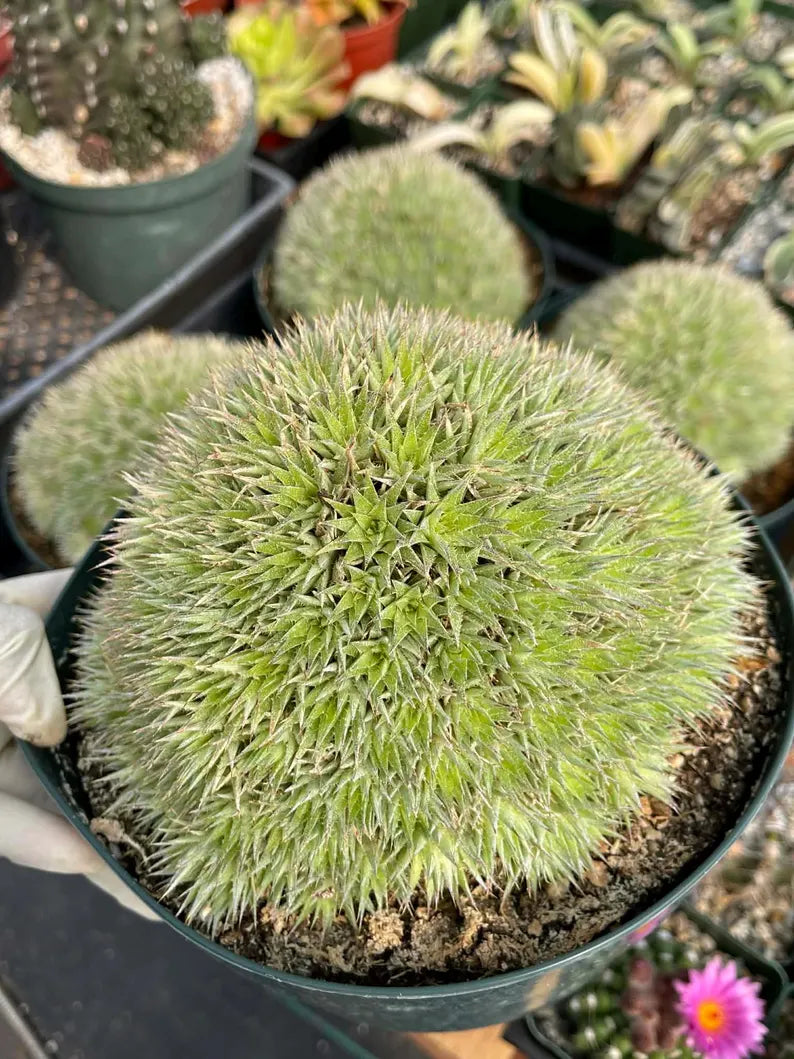 Deuterocohnia Brevifolia Live Plant | Rare Easy Care Succulent
