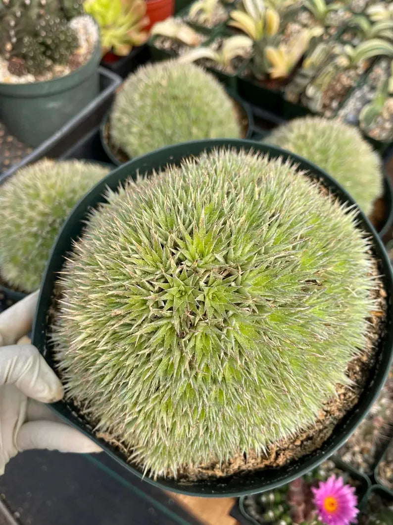 Deuterocohnia Brevifolia Live Plant | Rare Easy Care Succulent