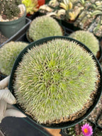 Deuterocohnia Brevifolia Live Plant | Rare Easy Care Succulent