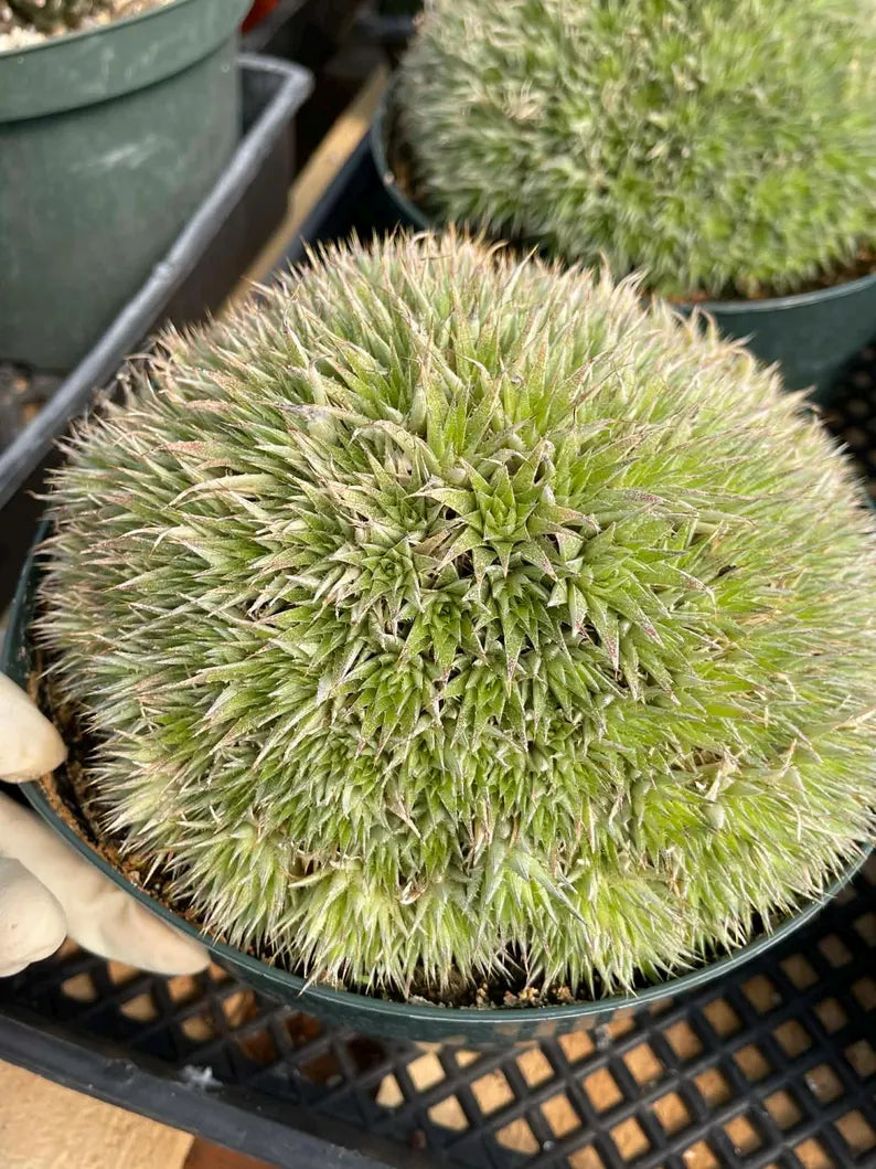 Deuterocohnia Brevifolia Live Plant | Rare Easy Care Succulent