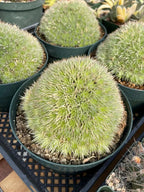 Deuterocohnia Brevifolia Live Plant | Rare Easy Care Succulent