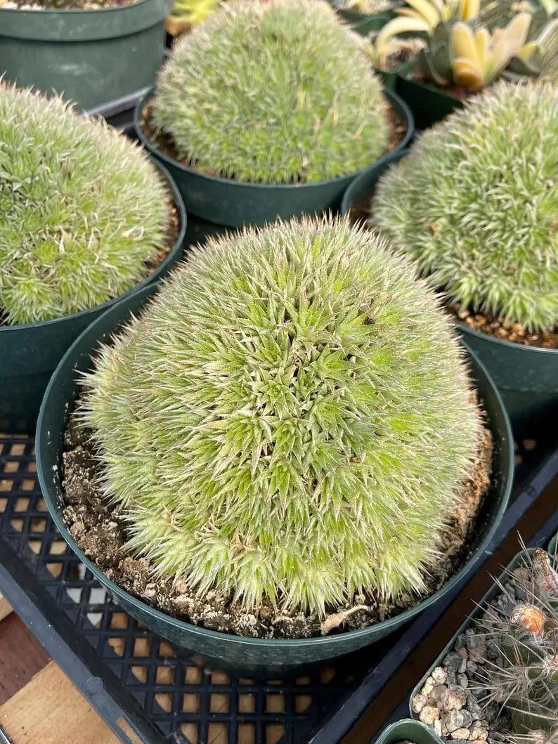Deuterocohnia Brevifolia Live Plant | Rare Easy Care Succulent