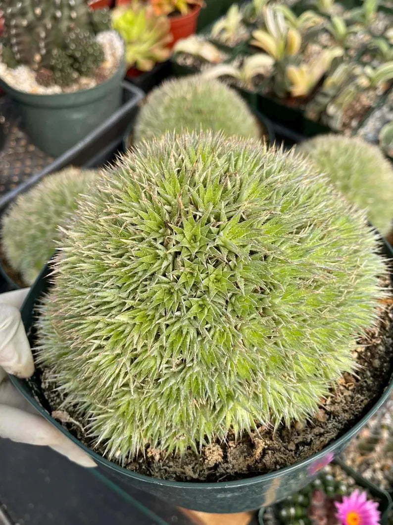 Deuterocohnia Brevifolia Live Plant | Rare Easy Care Succulent