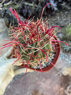 Ferocactus Gracilis Red Spine Barrel Cactus | Rare Live Cactus | Exact Plant #384
