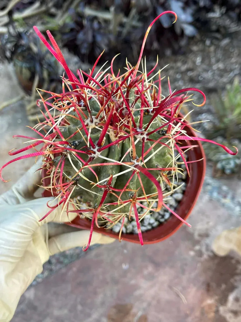 Ferocactus Gracilis Red Spine Barrel Cactus | Rare Live Cactus | Exact Plant #384