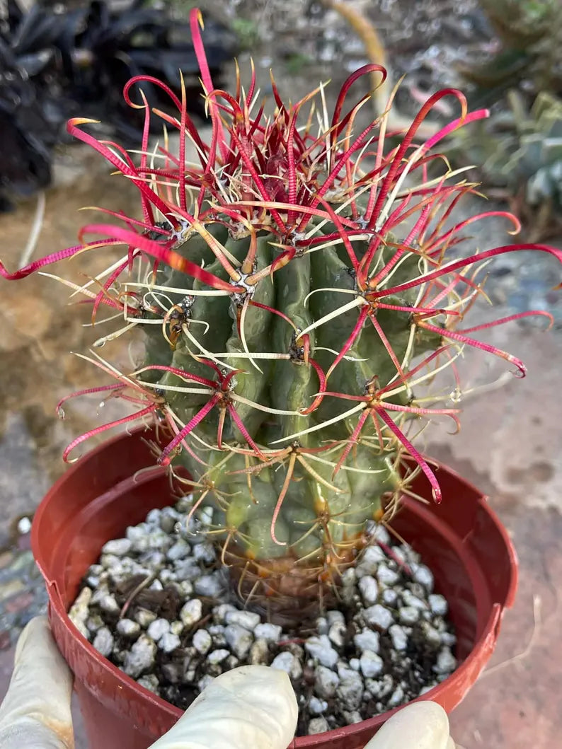 Ferocactus Gracilis Red Spine Barrel Cactus | Rare Live Cactus | Exact Plant #384
