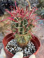 Ferocactus Gracilis Red Spine Barrel Cactus | Rare Live Cactus | Exact Plant #384