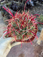 Ferocactus Gracilis Red Spine Barrel Cactus | Rare Live Cactus | Exact Plant #384