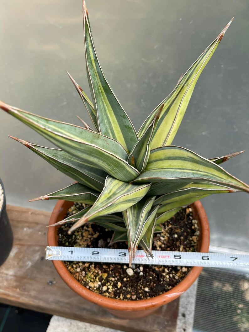 Variegated Sansevieria Pinguicula Live Plant – Easy Care