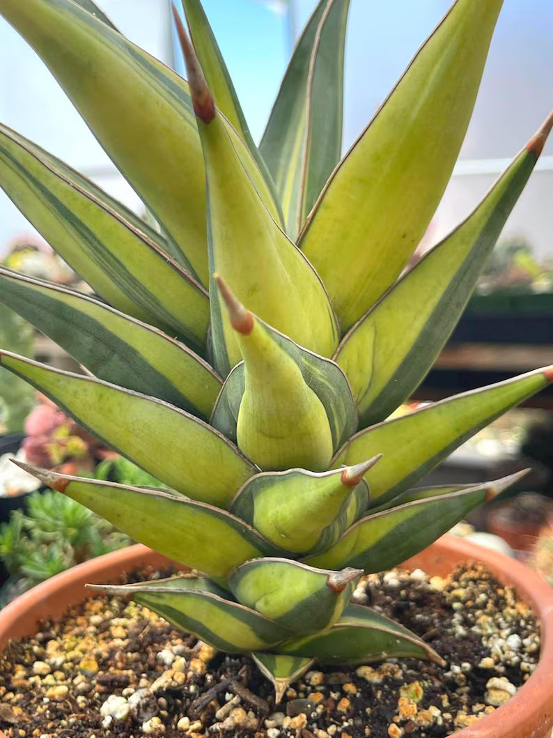 Variegated Sansevieria Pinguicula Live Plant – Easy Care